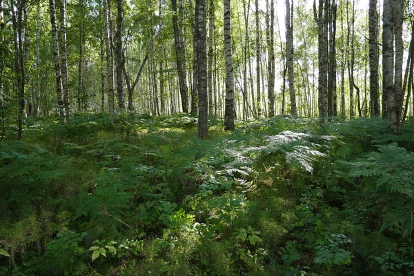 Samambaia Floresta Região Yaroslavl — Fotografia de Stock