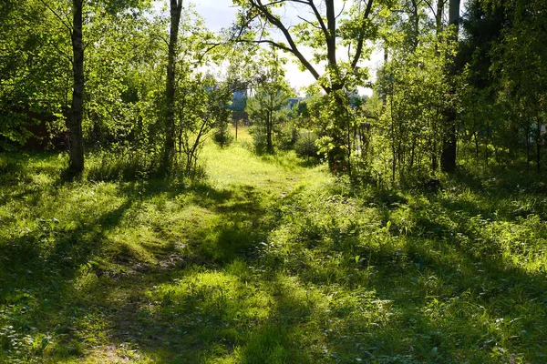 Lisière Forêt Région Yaroslavl — Photo