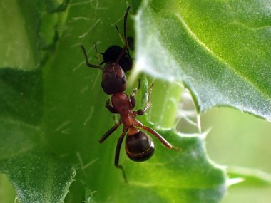 Karınca ve üzerindeki yeşil yaprak, yaprak biti. Makro.