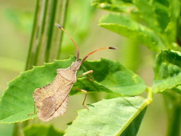 Καστανά Γρασίδι Bug Ένα Πράσινο Φύλλο Μακροεντολή Royalty Free Φωτογραφίες Αρχείου