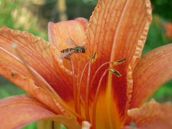 Bijen Meeldraden Van Een Lily Bloem — Stockfoto