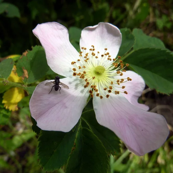 Белый Цветок Дикой Розы — стоковое фото