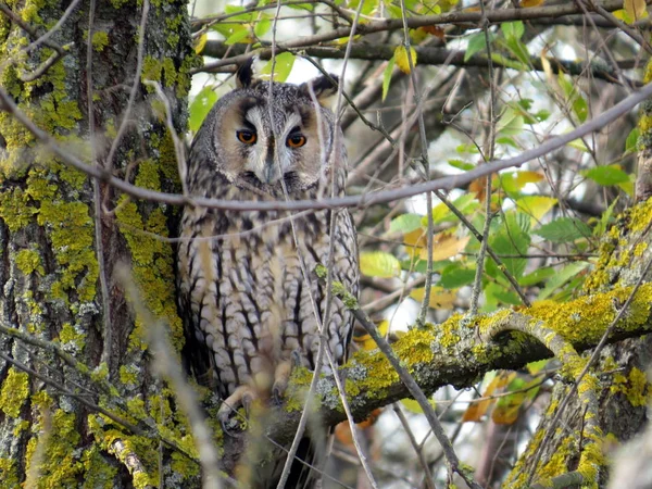 Long-eared owl through the branches of a tree