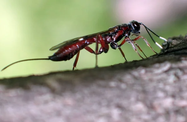 Parasitaire Wesp Die Een Tak Zit Macro — Stockfoto