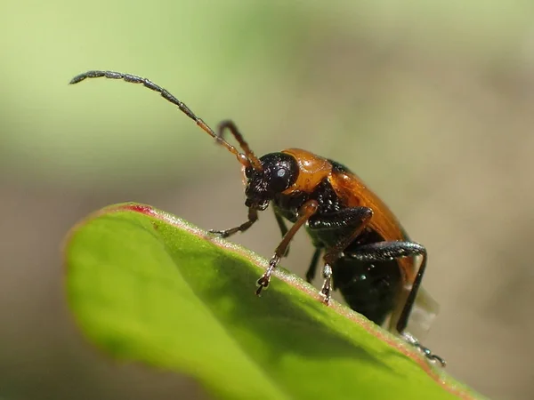 Escarabajo Que Sienta Sobre Una Hoja Verde — Foto de Stock