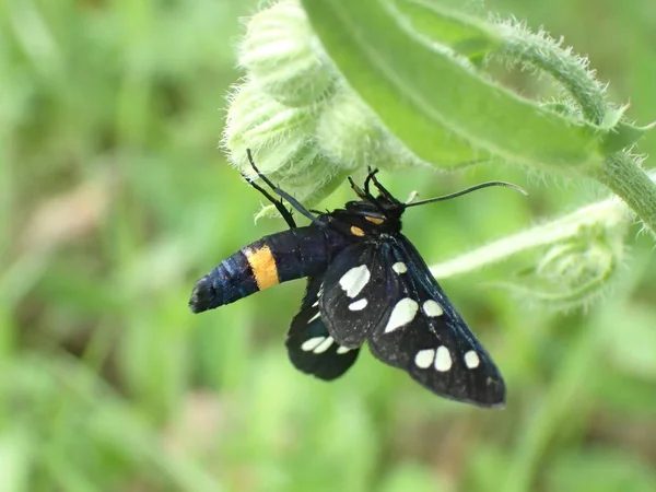 Black insect with a yellow stripe on a green leaf.