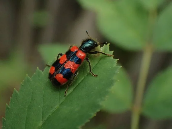 Escarabajo Rayado Rojo Negro Sobre Una Hoja Verde — Foto de Stock