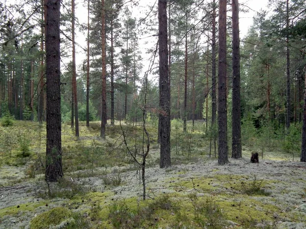北の森ロシア ヴォルガ地方 — ストック写真
