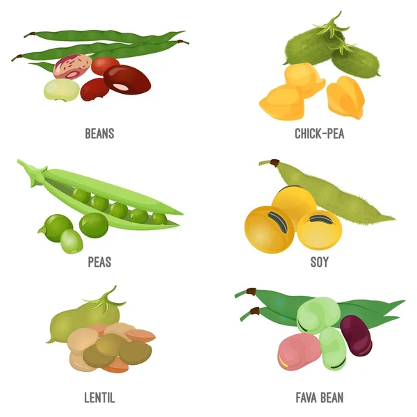 Ensemble d'espèces de haricots, alimentation naturelle saine et nutritive — Image vectorielle