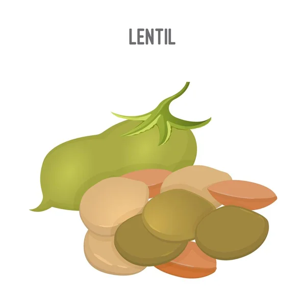 Tas de lentilles, des aliments nutritifs et sains pleins de protéines — Image vectorielle
