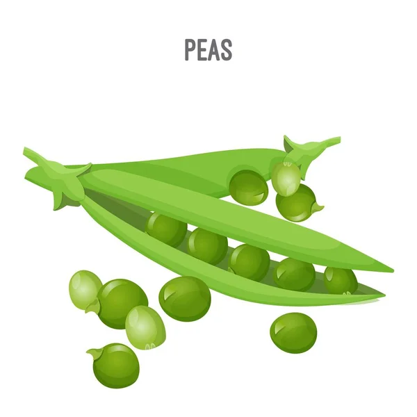 Peas in oblong green pod with round seeds — Stock Vector