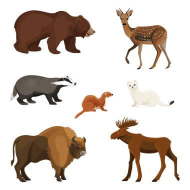 Orman hayvanları, yırtıcı ve otobur ayarlayın. Büyük ayı, genç geyik, gri rakun, küçük sansar, kutup tilkisi, vahşi buffalo ve geyik çizimler vektör.