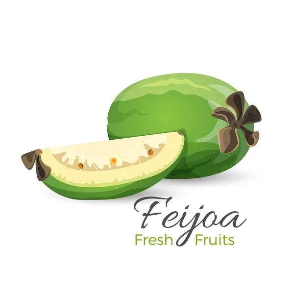 Φειζοα-Γκουαγιαμπο φρέσκα φρούτα εικονογράφηση διάνυσμα ολόκληρα και κομμένα μου — Διανυσματικό Αρχείο