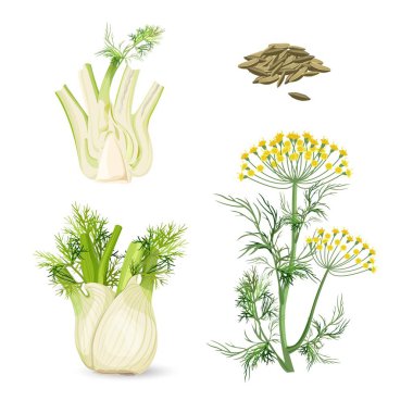 Fennel flowering plant perennial herb with yellow flowers, feathery leaves clipart