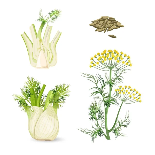 Plante à fleurs de fenouil herbe vivace aux fleurs jaunes, feuilles plumeuses — Image vectorielle