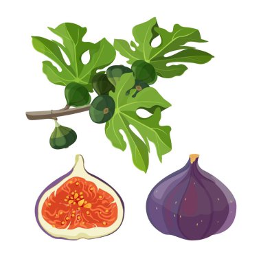 Ficus meyve ve yaprakları vektör çizim ile şube