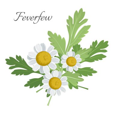 Feverfew floral element with green leaves vector illustration clipart