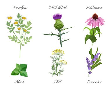Milk thistle and feverfew medical herbs set vector illustration clipart