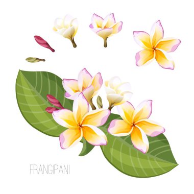 Frangipani plumeria çiçek üzerinde beyaz izole yeşil yaprakları ile