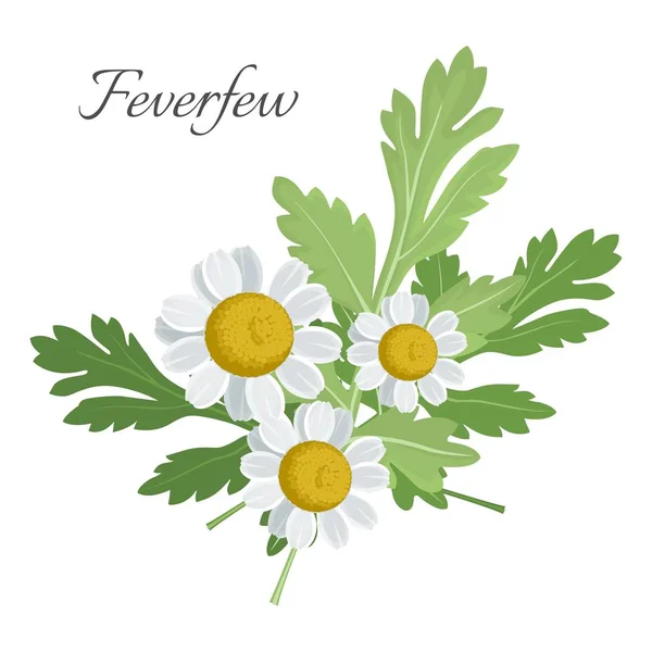 Feverfew elemento floral com folhas verdes ilustração vetorial — Vetor de Stock