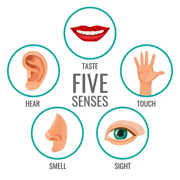 Five senses of human perception poster icons. Taste and hear — Stock Vector