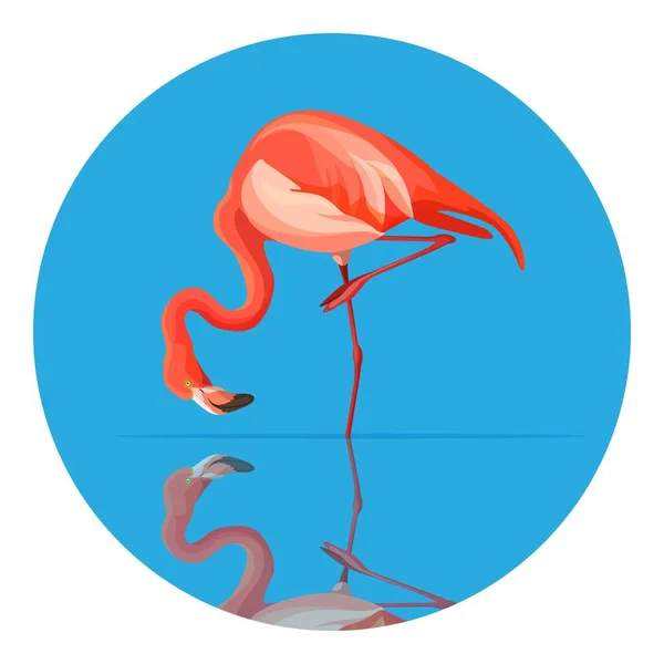 Růžový plameňák zvířat vysoký brodivý pták vektorové ilustrace — Stockový vektor