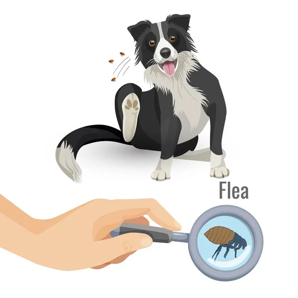 Affiche aux puces avec chien à gratter et illustration vectorielle d'insectes — Image vectorielle