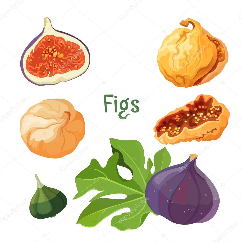 Fig types of plant dried and fresh poster vector illustration