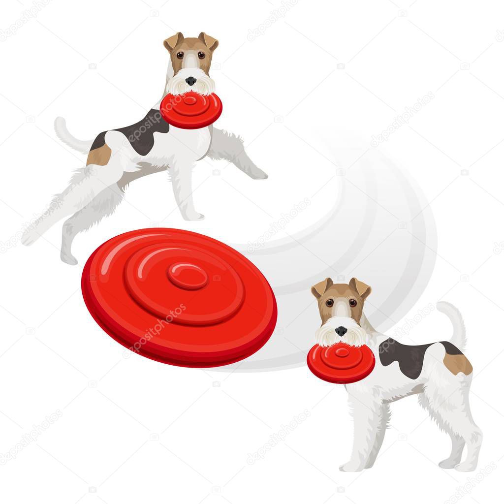 Funny fox terrier dog with red frisbee in teeth
