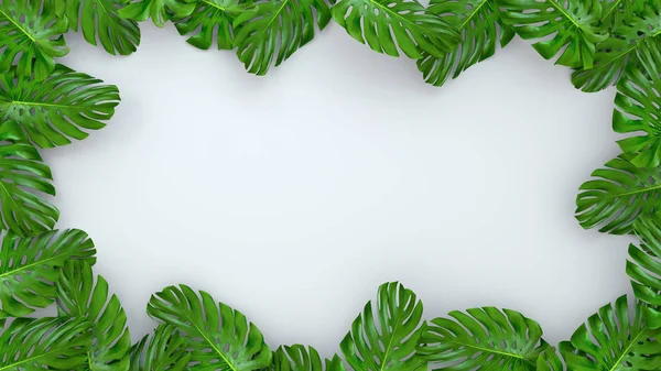 3D render of realistic Monstera leaves on white background for cosmetic ad or fashion illustration. Tropical frame exotic banana palm.