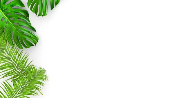 3D render of realistic palm leaves on white background for cosmetic ad or fashion illustration. Tropical frame exotic banana palm. — Stock Photo, Image