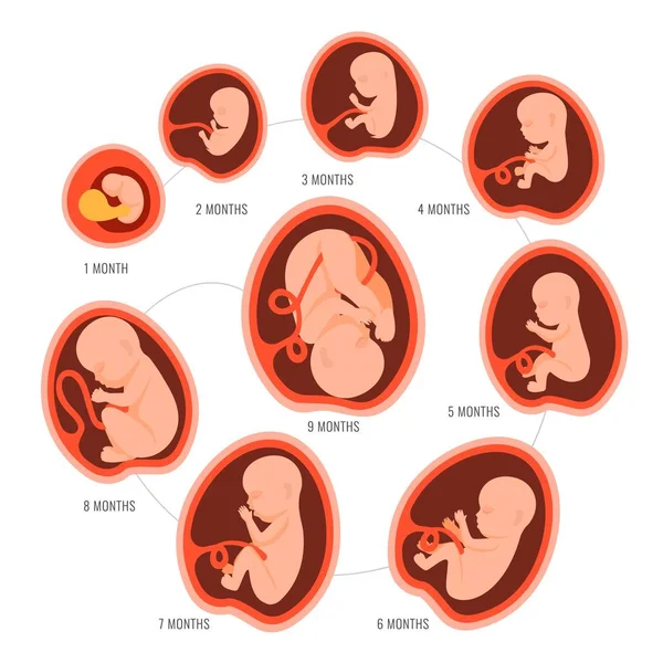 Embarazo feto desarrollo fetal. Crecimiento de la etapa del mes embrionario mes por mes ciclo de 1 a 9 meses hasta el nacimiento. Elementos de infografía médica aislados sobre fondo blanco. Ilustración vectorial plana — Vector de stock