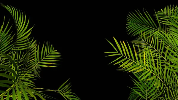 Тропический лист пальмового растения на черном фоне. Природа летняя иллюстрация. 3D рендеринг — стоковое фото