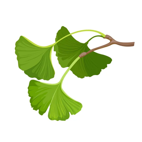 Ginkgo biloba örtgrönt blad. Isolerad på vitt. Vektor — Stock vektor