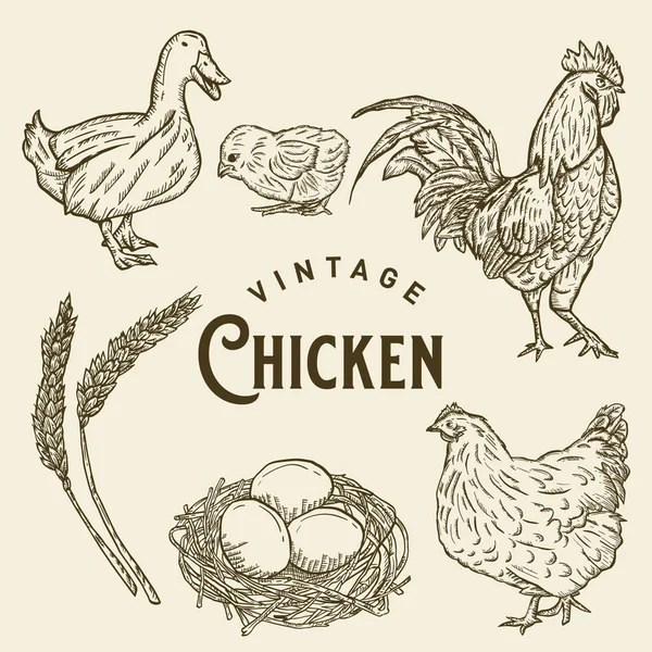 Vintage Chicken Illustration Design — Stock Vector