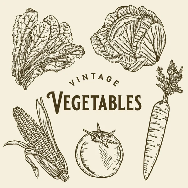 Vintage Vegetabilisk Illustration Design — Stock vektor