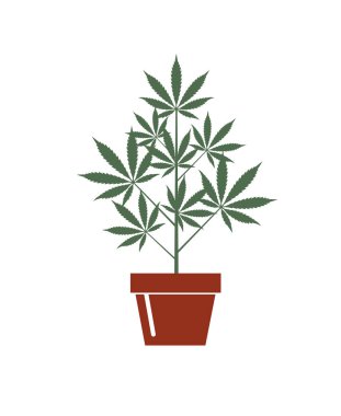 Marihuana ya da esrar bitki çiçek tencerede beyaz arka plan üzerinde izole gösteren resim