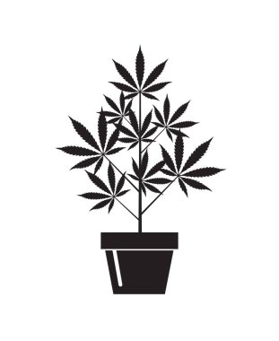 Marihuana ya da esrar bitki çiçek tencerede beyaz arka plan üzerinde izole gösteren resim