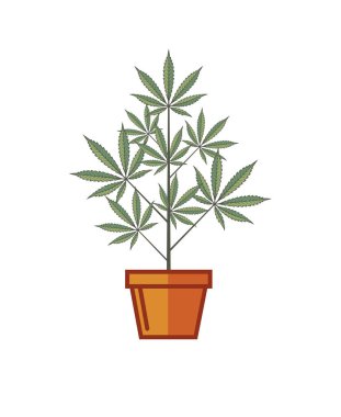 Marihuana ya da esrar bitki çiçek tencerede beyaz arka plan üzerinde izole gösteren resim