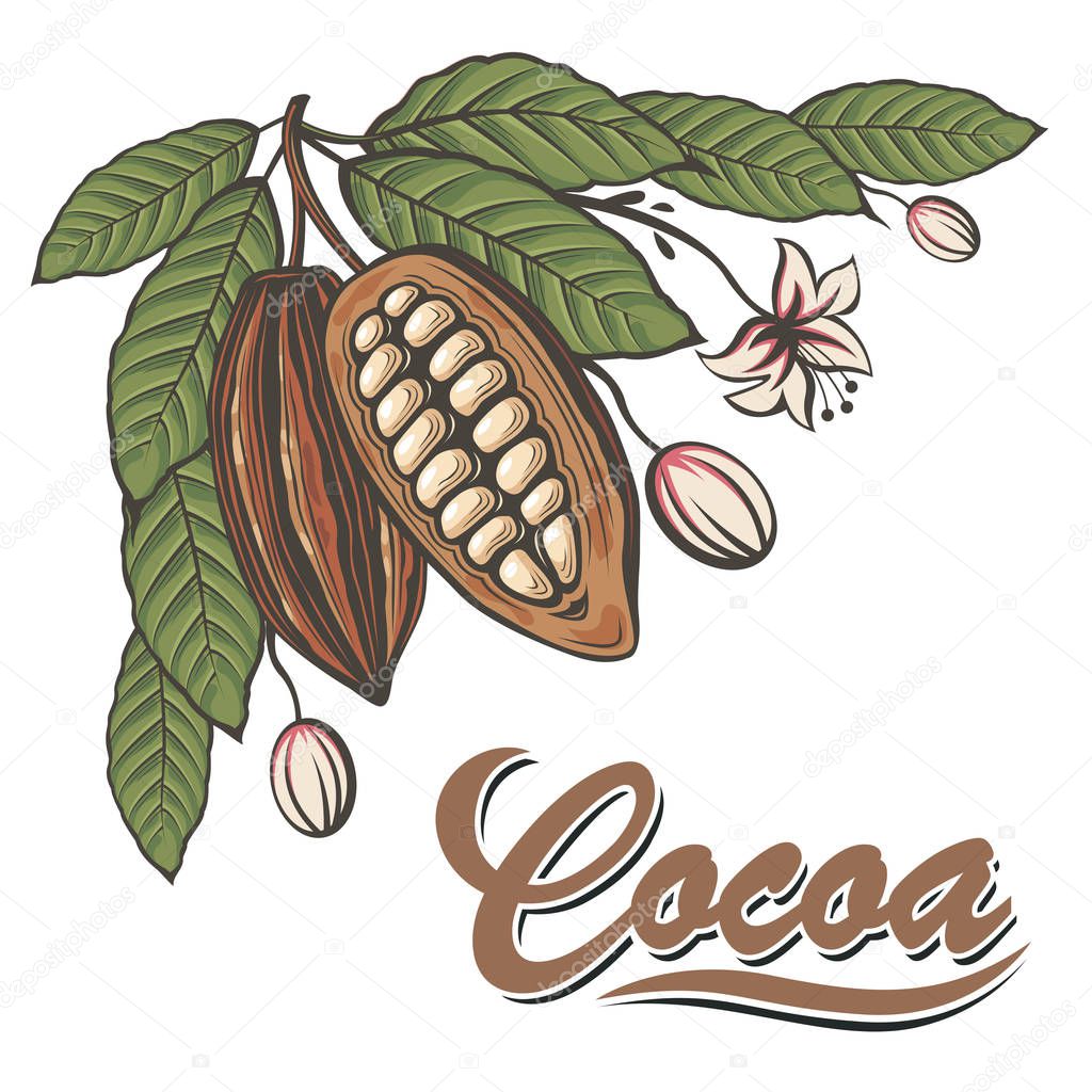 color illustration with cocoa beans, branch and leaves