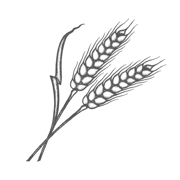 Monochromatické Ilustrace Pšeničných Uší — Stockový vektor
