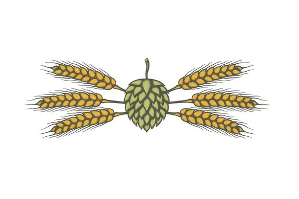 Ilustración Lúpulo Cebada Para Elaboración Cerveza Aislada Sobre Fondo Blanco — Archivo Imágenes Vectoriales