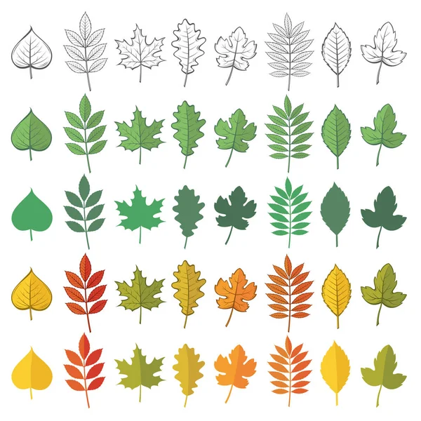 Collection Woody Leaves Isolated White Background — Stock Vector