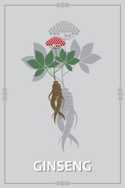 gri arka plan üzerinde izole panax ginseng kökü afiş