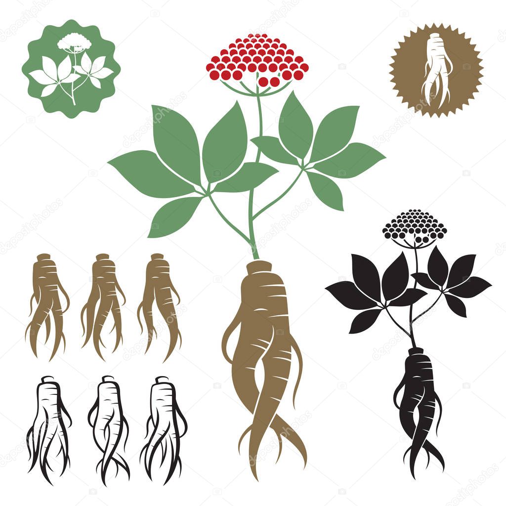 collection of panax ginseng root isolated on white background