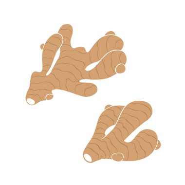 beyaz arka plan üzerinde izole zencefil kökü bitki toplama