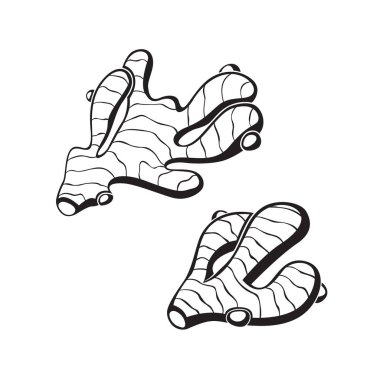 beyaz arka plan üzerinde izole zencefil kökü bitki toplama