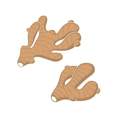 beyaz arka plan üzerinde izole zencefil kökü bitki toplama