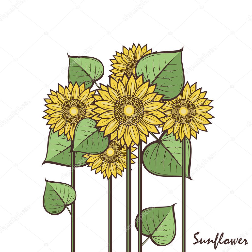 Collection of illustration with sunflower isolated on white background