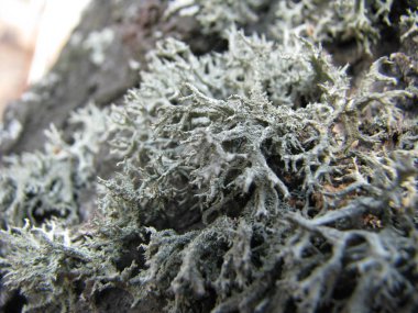 Doğa, moss, yeşil, doku